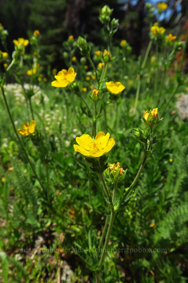 Drummond's cinquefoil (Potentilla drummondii ssp. drummondii) [Bigelow Lakes, Oregon Caves National Preserve, Josephine County, Oregon]