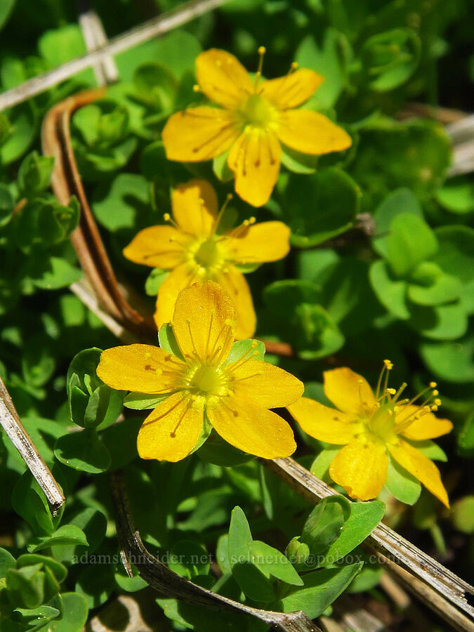 tinker's-penny (bog St.-John's-wort) (Hypericum anagalloides) [Bigelow Lakes, Oregon Caves National Preserve, Josephine County, Oregon]