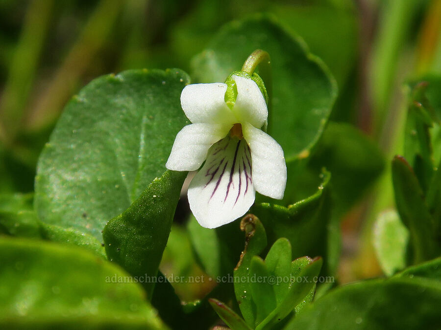 Macloskey's small white violet (Viola macloskeyi) [Bigelow Lakes, Oregon Caves National Preserve, Josephine County, Oregon]
