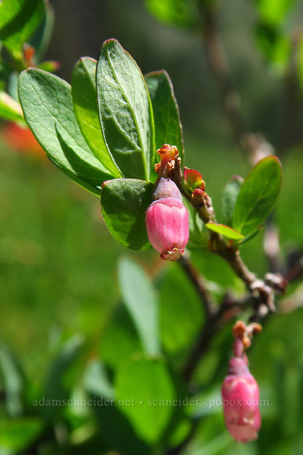 bog bilberry/blueberry flowers (Vaccinium uliginosum) [Bigelow Lakes, Oregon Caves National Preserve, Josephine County, Oregon]