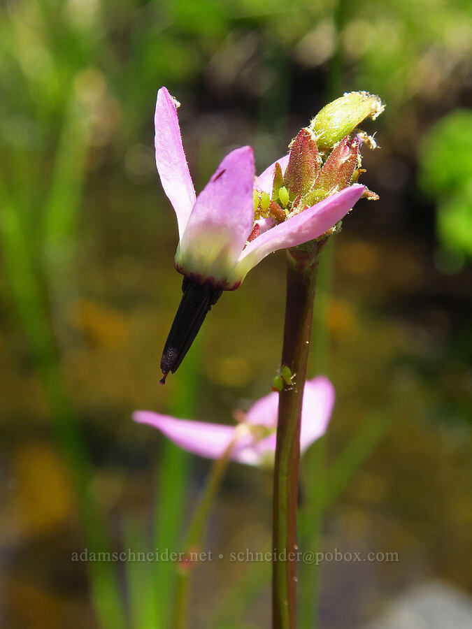 tall mountain shooting star (Dodecatheon jeffreyi (Primula jeffreyi)) [Bigelow Lakes, Oregon Caves National Preserve, Josephine County, Oregon]