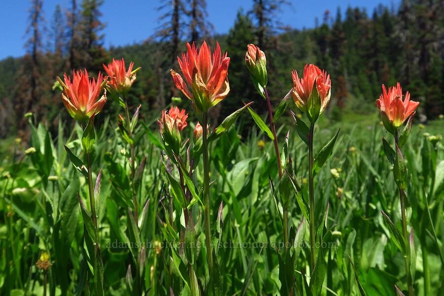 scarlet paintbrush (Castilleja miniata) [Bigelow Lakes, Oregon Caves National Preserve, Josephine County, Oregon]