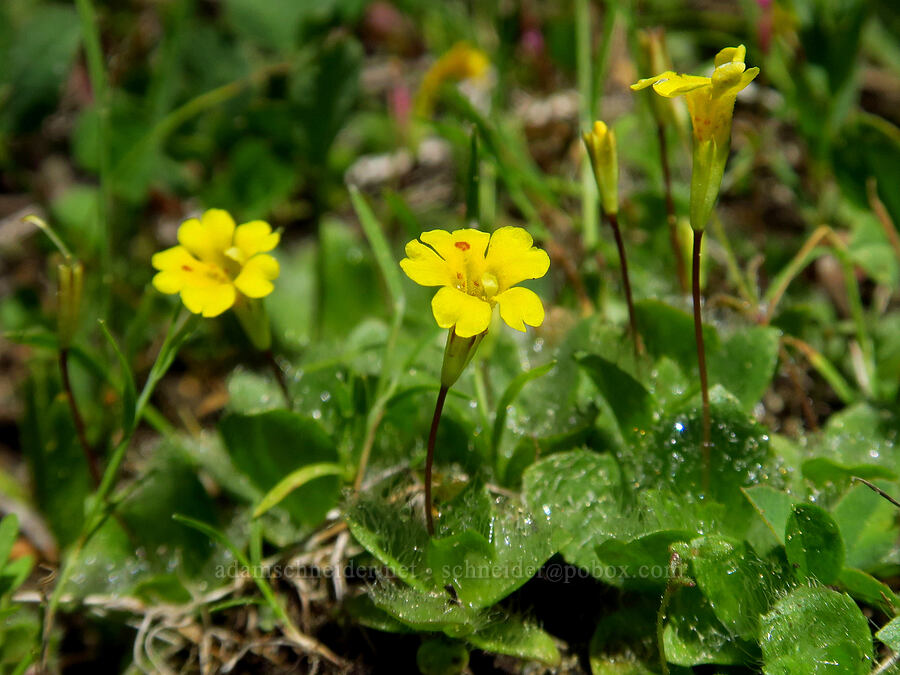 primrose monkeyflower (Erythranthe primuloides (Mimulus primuloides)) [Bigelow Lakes, Oregon Caves National Preserve, Josephine County, Oregon]