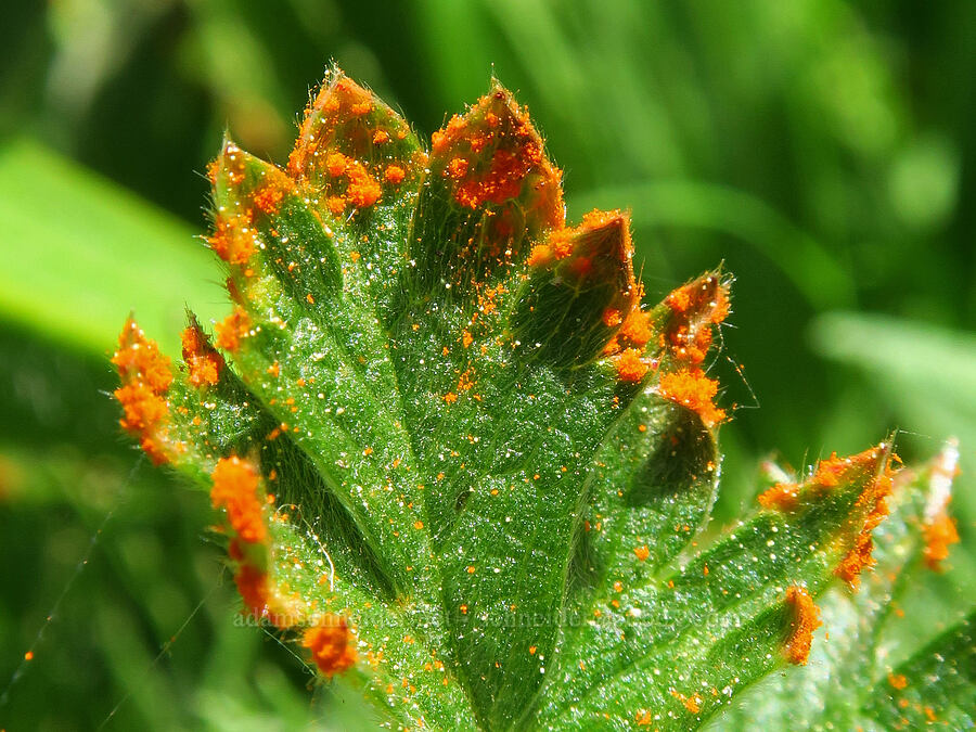 orange rust fungus on Drummond's cinquefoil (Phragmidium sp., Potentilla drummondii ssp. drummondii) [Bigelow Lakes, Oregon Caves National Preserve, Josephine County, Oregon]