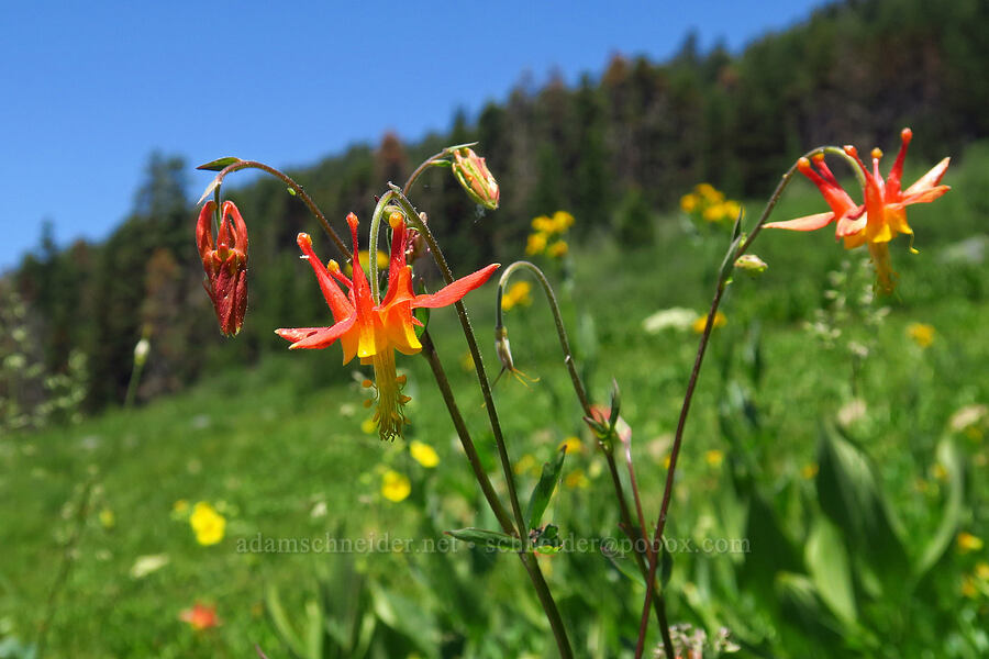 western columbine (Aquilegia formosa) [Lake Mountain/Bigelow Lakes Trail, Oregon Caves National Preserve, Josephine County, Oregon]