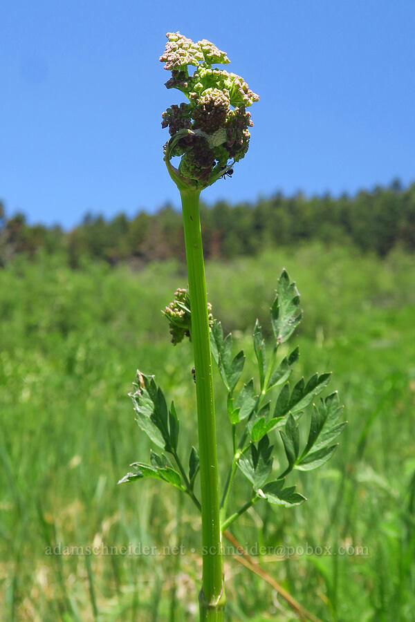 Gray's lovage, budding (Ligusticum grayi) [Lake Mountain/Bigelow Lakes Trail, Oregon Caves National Preserve, Josephine County, Oregon]