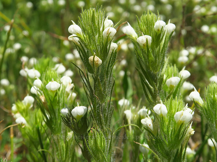 hairy owl's-clover (Castilleja tenuis (Orthocarpus hispidus)) [Lake Mountain/Bigelow Lakes Trail, Oregon Caves National Preserve, Josephine County, Oregon]