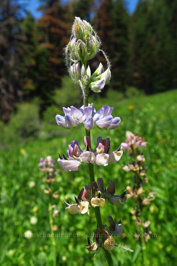 sickle-keel lupine (Lupinus albicaulis) [Lake Mountain/Bigelow Lakes Trail, Oregon Caves National Preserve, Josephine County, Oregon]