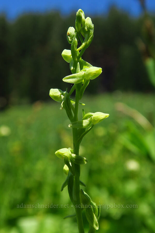 few-flowered rein orchid (Platanthera sparsiflora (Habenaria sparsiflora)) [Lake Mountain/Bigelow Lakes Trail, Oregon Caves National Preserve, Josephine County, Oregon]