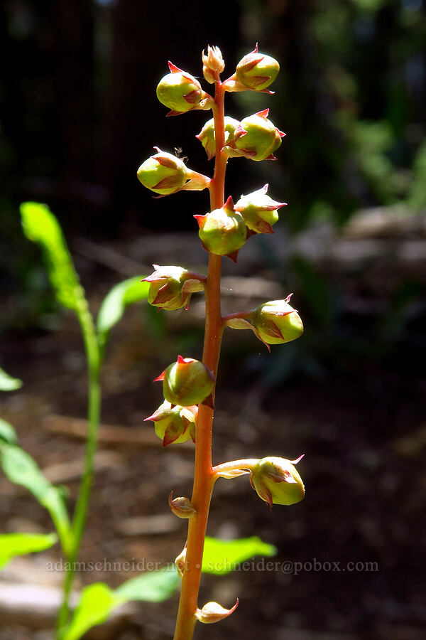 cryptic pyrola, budding (Pyrola crypta (Pyrola picta)) [Lake Mountain/Bigelow Lakes Trail, Oregon Caves National Preserve, Josephine County, Oregon]
