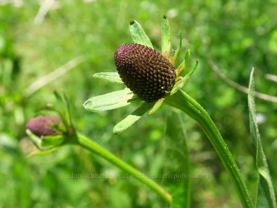 western coneflower (Rudbeckia occidentalis) [Lake Mountain/Bigelow Lakes Trail, Oregon Caves National Preserve, Josephine County, Oregon]