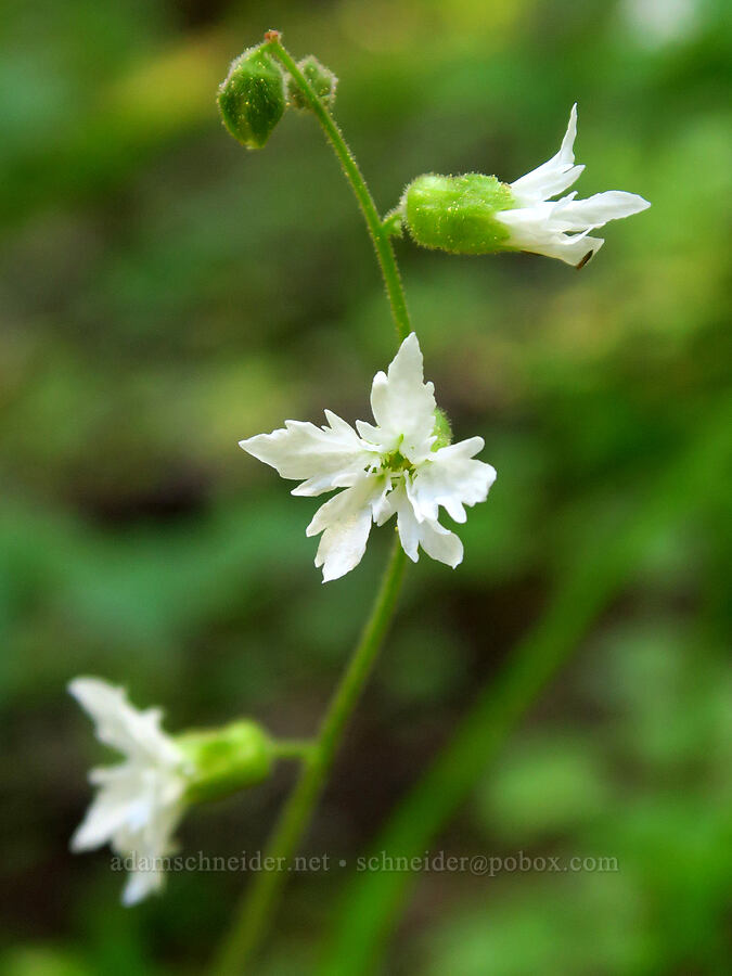 Siskiyou woodland star (Lithophragma campanulatum) [Lake Mountain/Bigelow Lakes Trail, Oregon Caves National Preserve, Josephine County, Oregon]