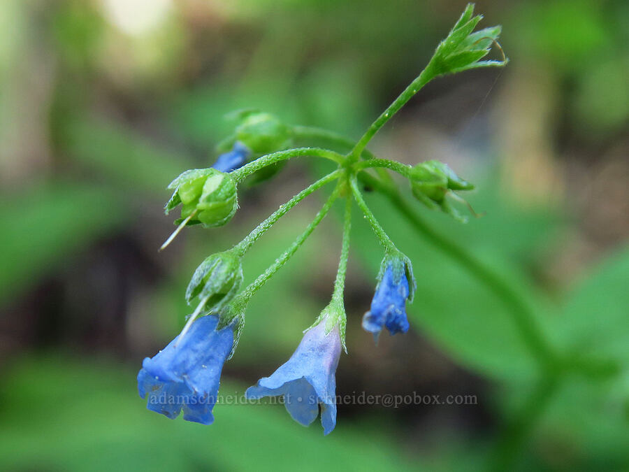 Oregon bluebells (Mertensia bella) [Lake Mountain/Bigelow Lakes Trail, Oregon Caves National Preserve, Josephine County, Oregon]