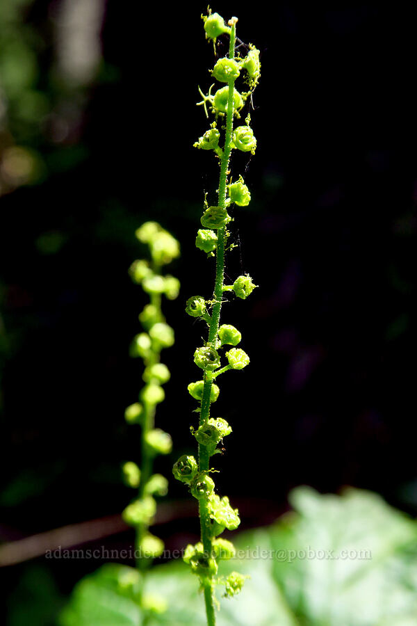 Brewer's mitrewort (Brewerimitella breweri (Pectiantia breweri) (Mitella breweri)) [Lake Mountain/Bigelow Lakes Trail, Oregon Caves National Preserve, Josephine County, Oregon]