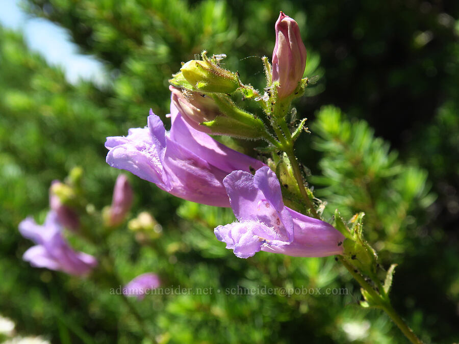 penstemon (which?) (Penstemon sp.) [Lake Mountain/Bigelow Lakes Trail, Oregon Caves National Preserve, Josephine County, Oregon]