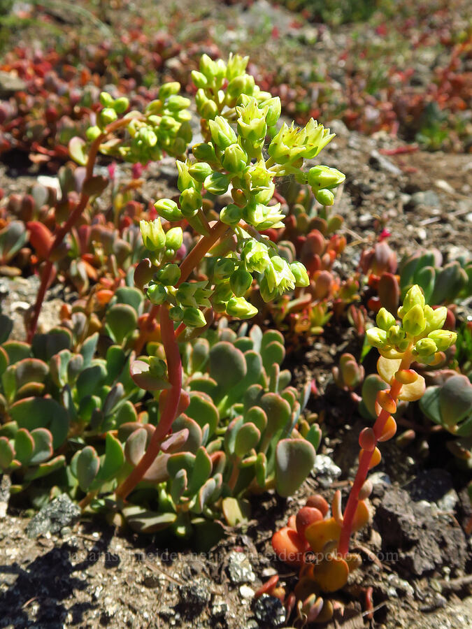 creamy stonecrop (Sedum oregonense) [Lake Mountain/Bigelow Lakes Trail, Oregon Caves National Preserve, Josephine County, Oregon]