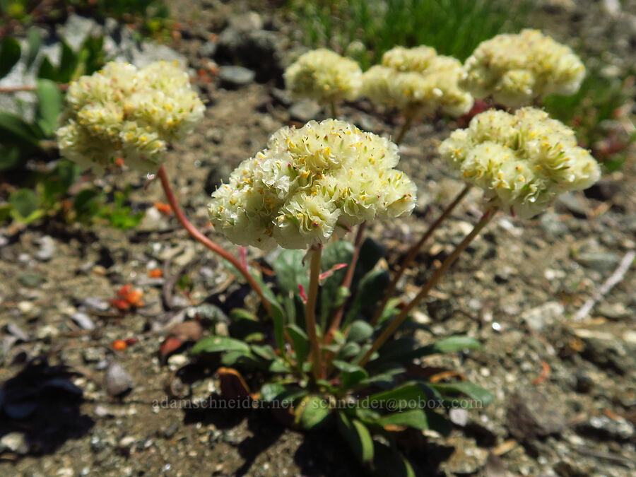 pussy-paws (Calyptridium umbellatum (Cistanthe umbellata)) [Lake Mountain/Bigelow Lakes Trail, Oregon Caves National Preserve, Josephine County, Oregon]