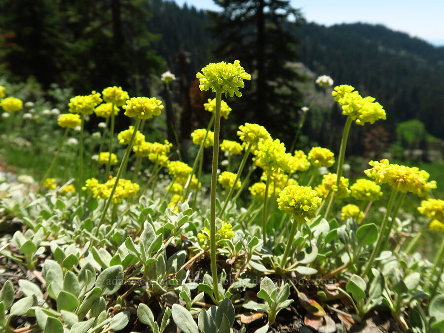 Jaynes Canyon buckwheat (Eriogonum diclinum) [Lake Mountain/Bigelow Lakes Trail, Oregon Caves National Preserve, Josephine County, Oregon]