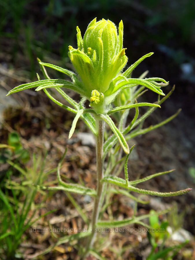 cobwebby paintbrush (Castilleja arachnoidea) [Lake Mountain/Bigelow Lakes Trail, Oregon Caves National Preserve, Josephine County, Oregon]
