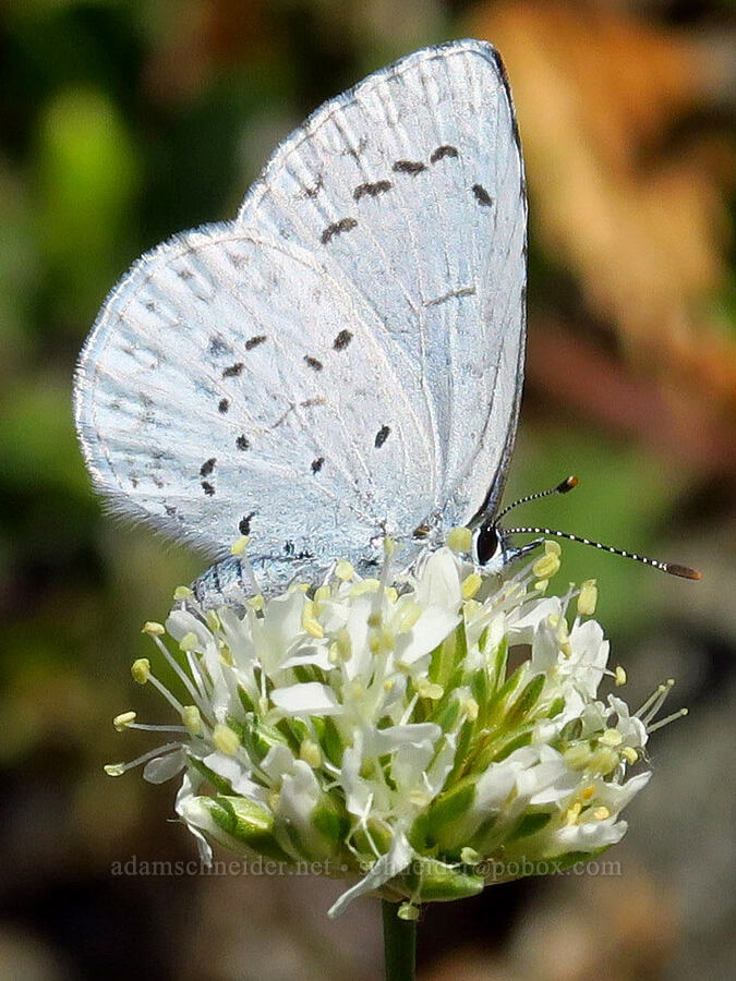 Pacific azure butterfly on ball-head sandwort (Celastrina echo echo, Eremogone congesta (Arenaria congesta)) [Lake Mountain/Bigelow Lakes Trail, Oregon Caves National Preserve, Josephine County, Oregon]