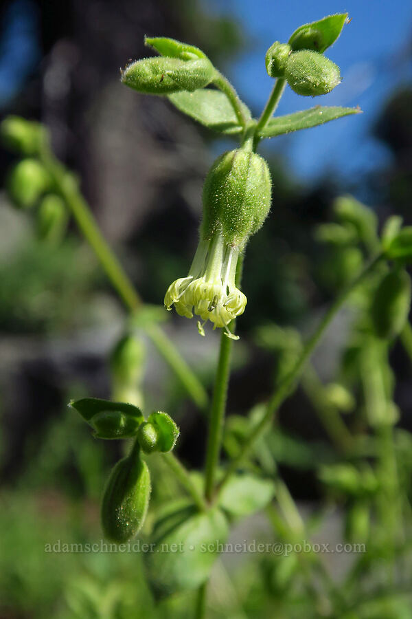bell catchfly (Silene greenei ssp. greenei (Silene campanulata ssp. glandulosa)) [Lake Mountain, Oregon Caves National Preserve, Josephine County, Oregon]