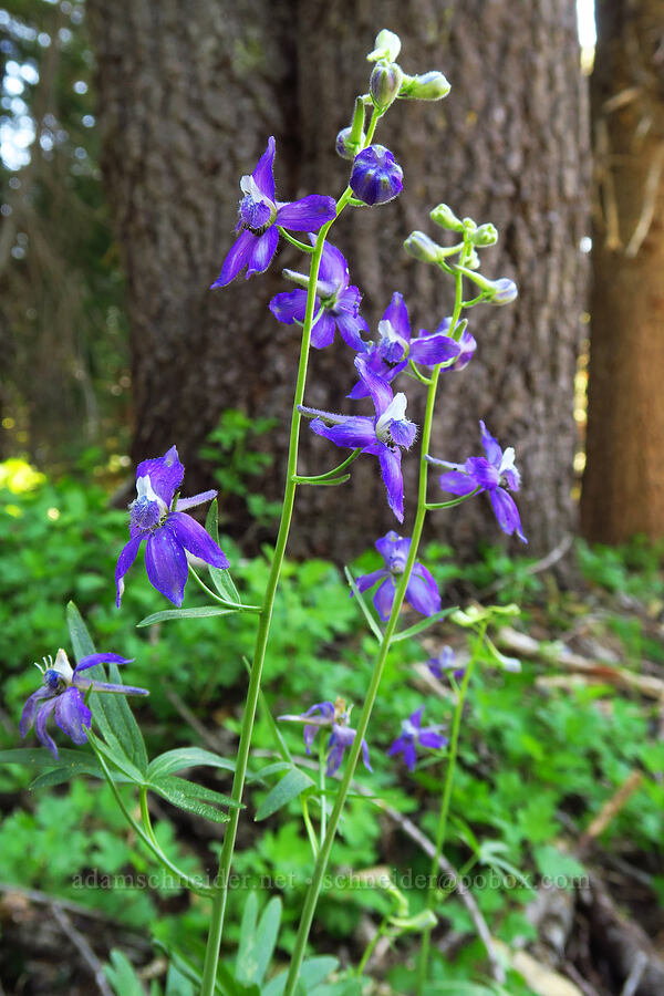 upland larkspur (Delphinium nuttallianum) [Lake Mountain, Oregon Caves National Preserve, Josephine County, Oregon]