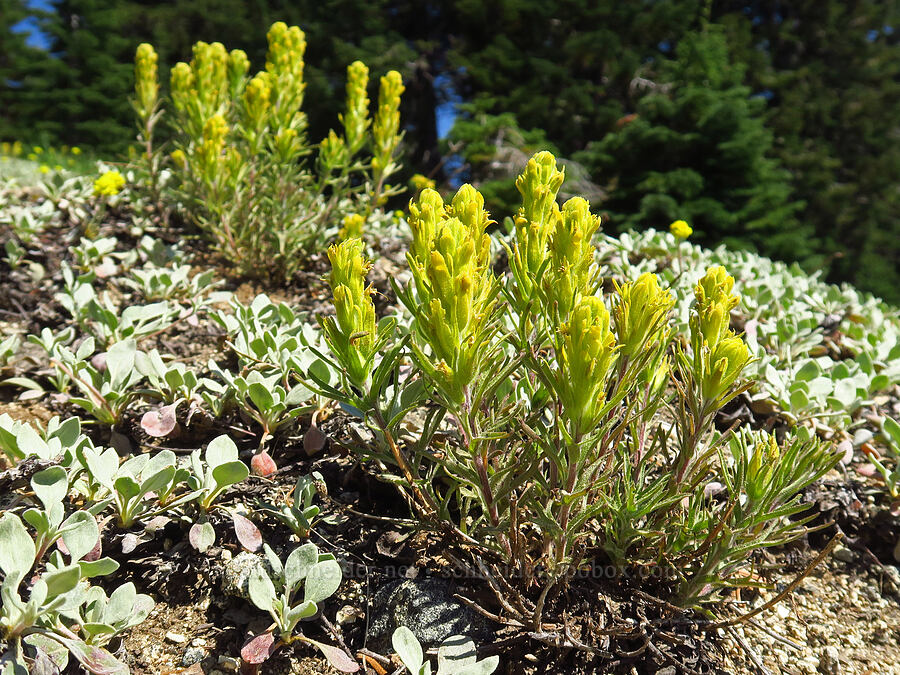 cobwebby paintbrush (Castilleja arachnoidea) [Lake Mountain, Oregon Caves National Preserve, Josephine County, Oregon]