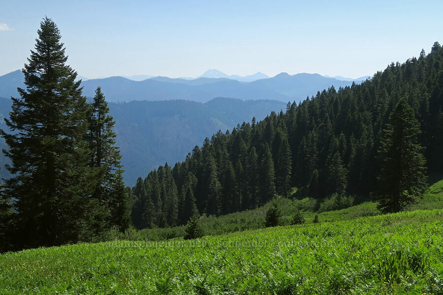 view toward Preston Peak & El Capitan [Sparlin Tie Trail, Oregon Caves National Preserve, Josephine County, Oregon]