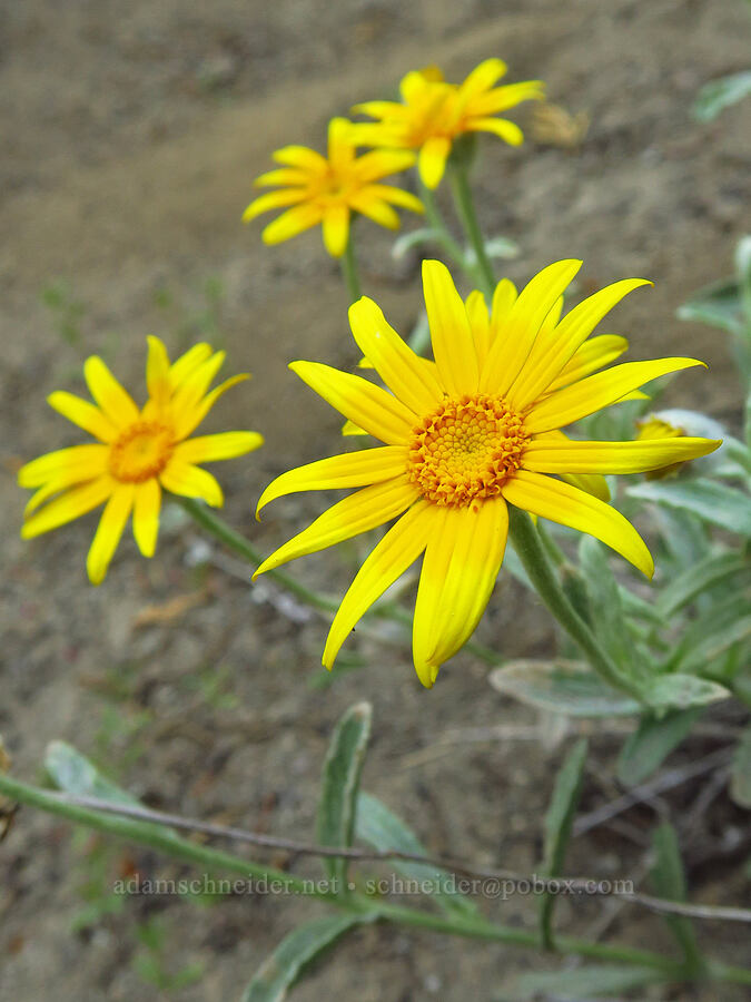 Oregon sunshine (Eriophyllum lanatum) [Lake Mountain/Bigelow Lakes Trail, Oregon Caves National Preserve, Josephine County, Oregon]