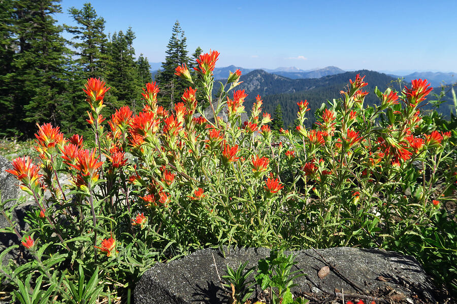 wavy-leaf paintbrush (Castilleja applegatei var. pinetorum) [Mt. Elijah, Oregon Caves National Preserve, Josephine County, Oregon]