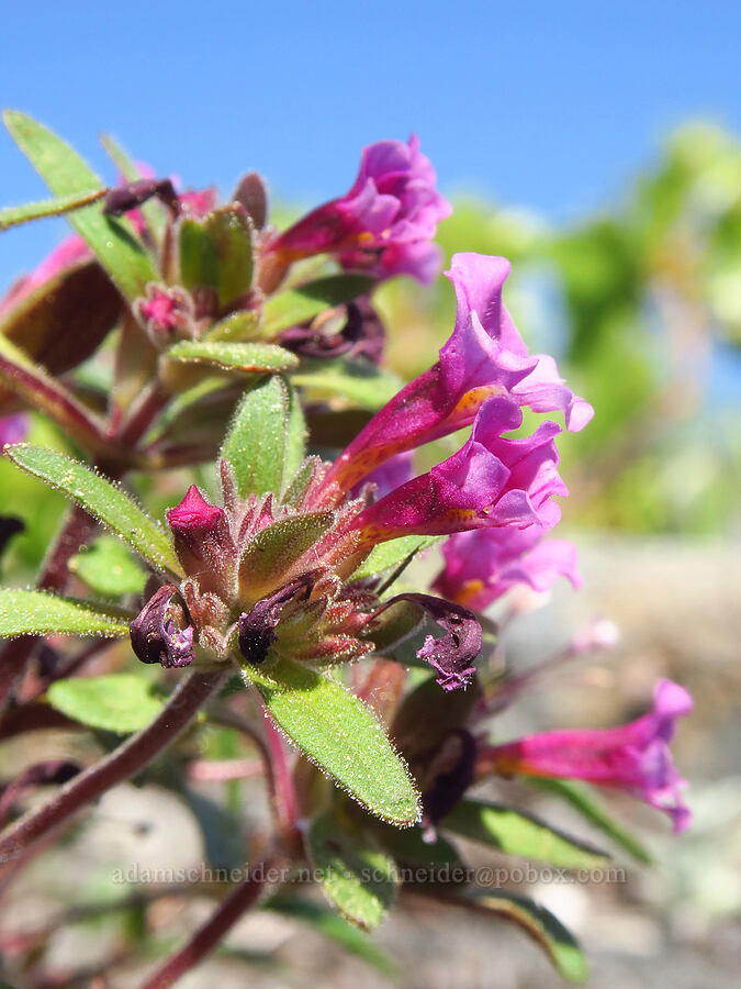 dwarf pink monkeyflower (Diplacus nanus (Mimulus nanus)) [Mt. Elijah, Oregon Caves National Preserve, Josephine County, Oregon]