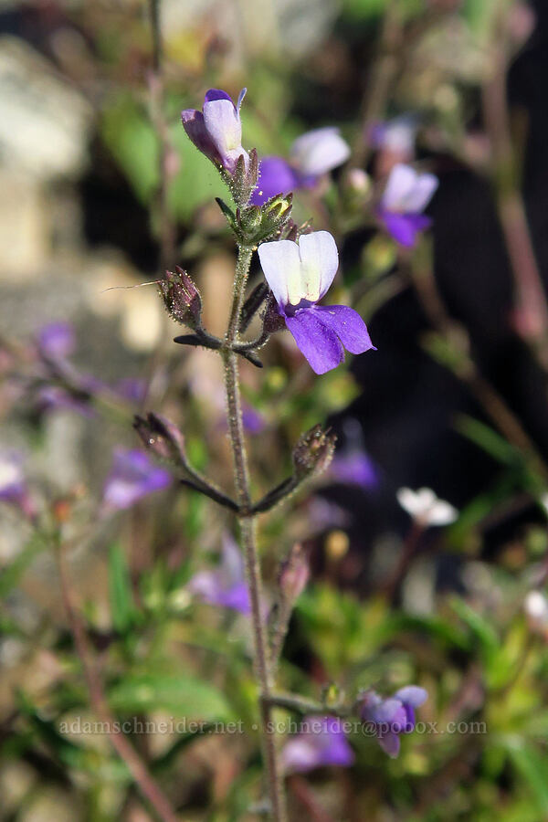 narrow-leaf blue-eyed-Mary (Collinsia linearis (Collinsia rattanii var. linearis)) [Mt. Elijah, Oregon Caves National Preserve, Josephine County, Oregon]