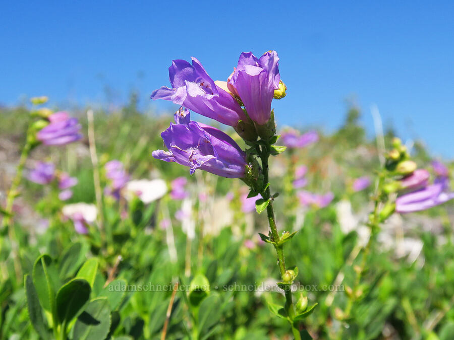 Cardwell's penstemon (Penstemon cardwellii) [Mt. Elijah, Oregon Caves National Preserve, Josephine County, Oregon]