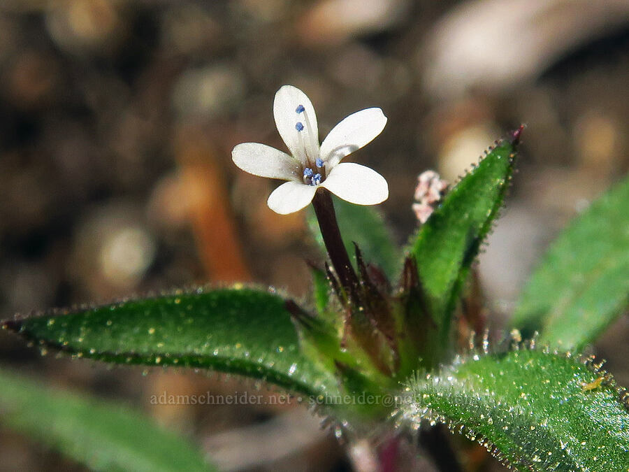 staining collomia (Collomia tinctoria) [Mt. Elijah, Oregon Caves National Preserve, Josephine County, Oregon]