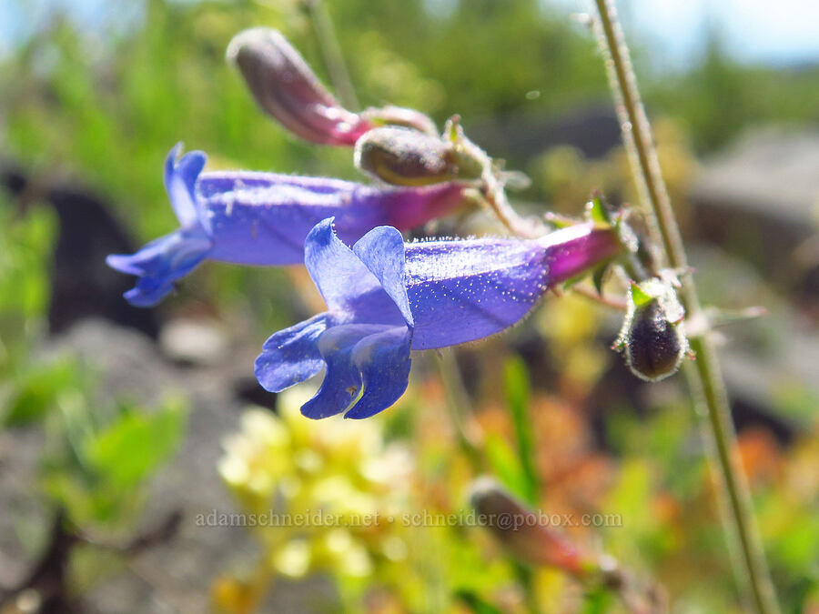 mountain blue penstemon (?) (Penstemon laetus var. sagittatus) [Mt. Elijah, Oregon Caves National Preserve, Josephine County, Oregon]