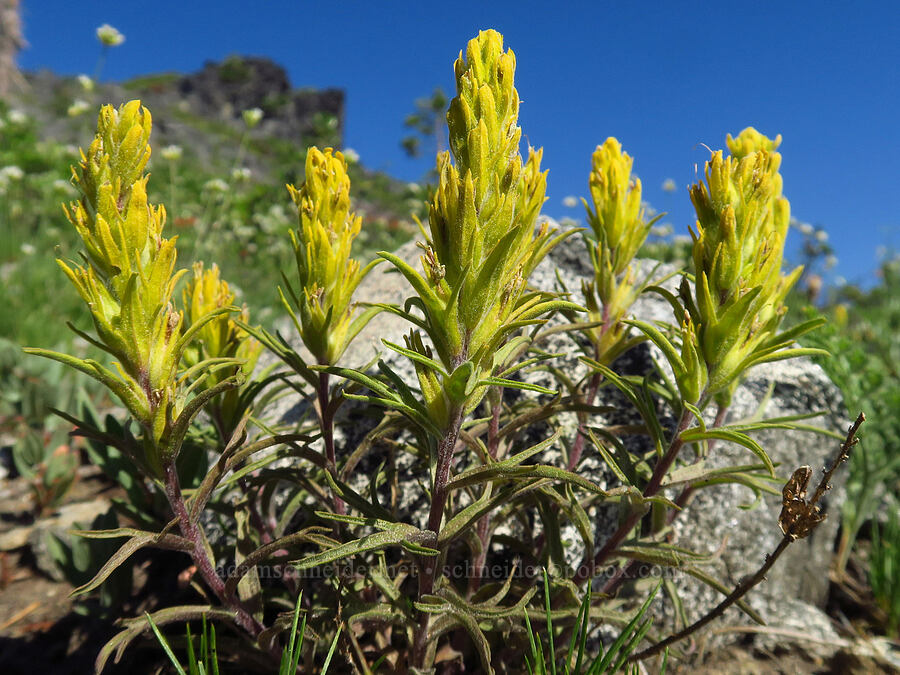 cobwebby paintbrush (Castilleja arachnoidea) [Mt. Elijah, Oregon Caves National Preserve, Josephine County, Oregon]