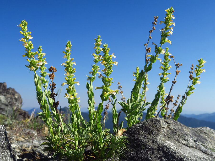 hot rock penstemon (Penstemon deustus) [Mt. Elijah, Oregon Caves National Preserve, Josephine County, Oregon]
