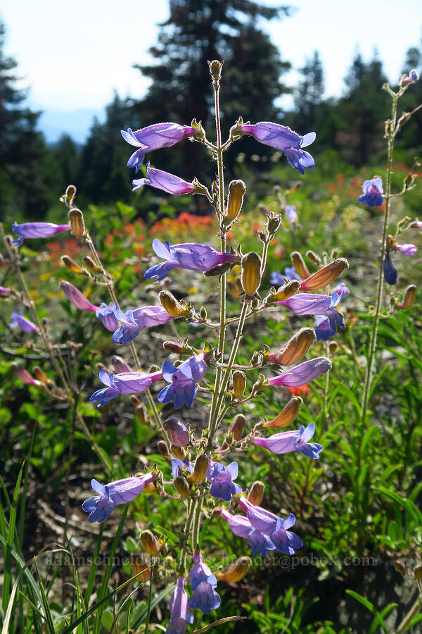 Roezl's penstemon (Penstemon roezlii (Penstemon laetus ssp. roezlii)) [Mt. Elijah Trail, Oregon Caves National Preserve, Josephine County, Oregon]