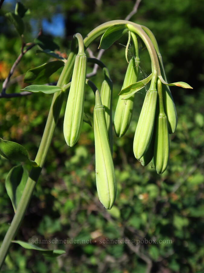 Washington lily, budding (Lilium washingtonianum) [Mt. Elijah Trail, Oregon Caves National Preserve, Josephine County, Oregon]