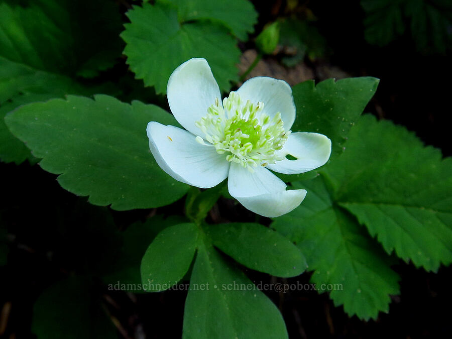 Columbia windflower (Anemone deltoidea (Anemonastrum deltoideum)) [above Bigelow Lakes, Oregon Caves National Preserve, Josephine County, Oregon]