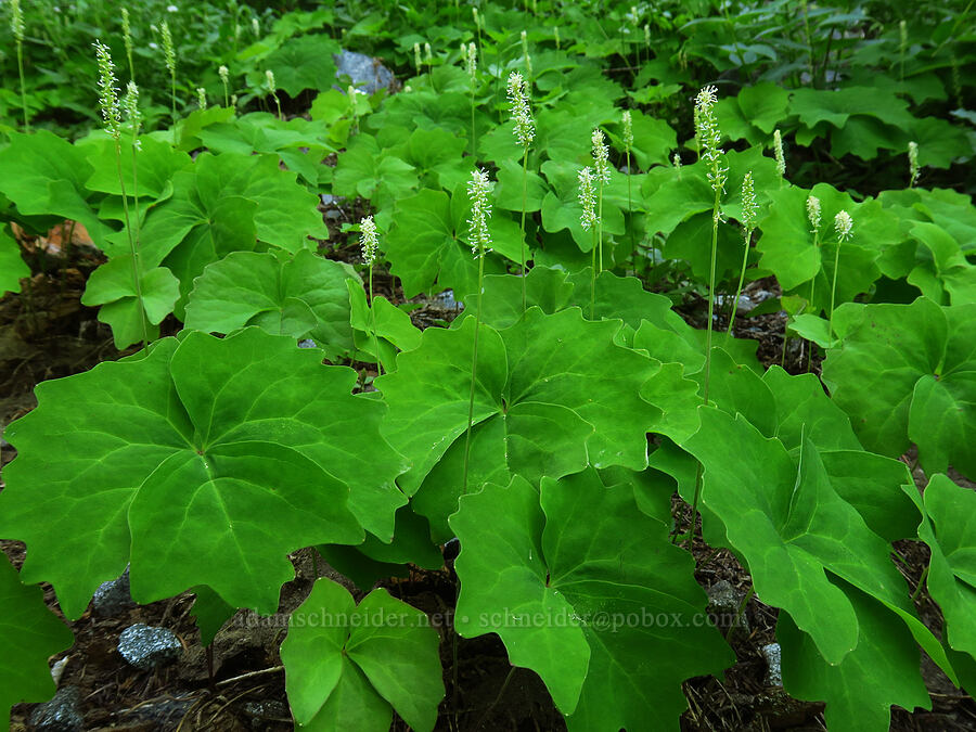 vanilla-leaf (Achlys triphylla) [above Bigelow Lakes, Oregon Caves National Preserve, Josephine County, Oregon]