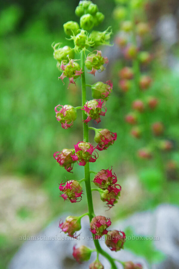 fringe cups (Tellima grandiflora) [above Bigelow Lakes, Oregon Caves National Preserve, Josephine County, Oregon]