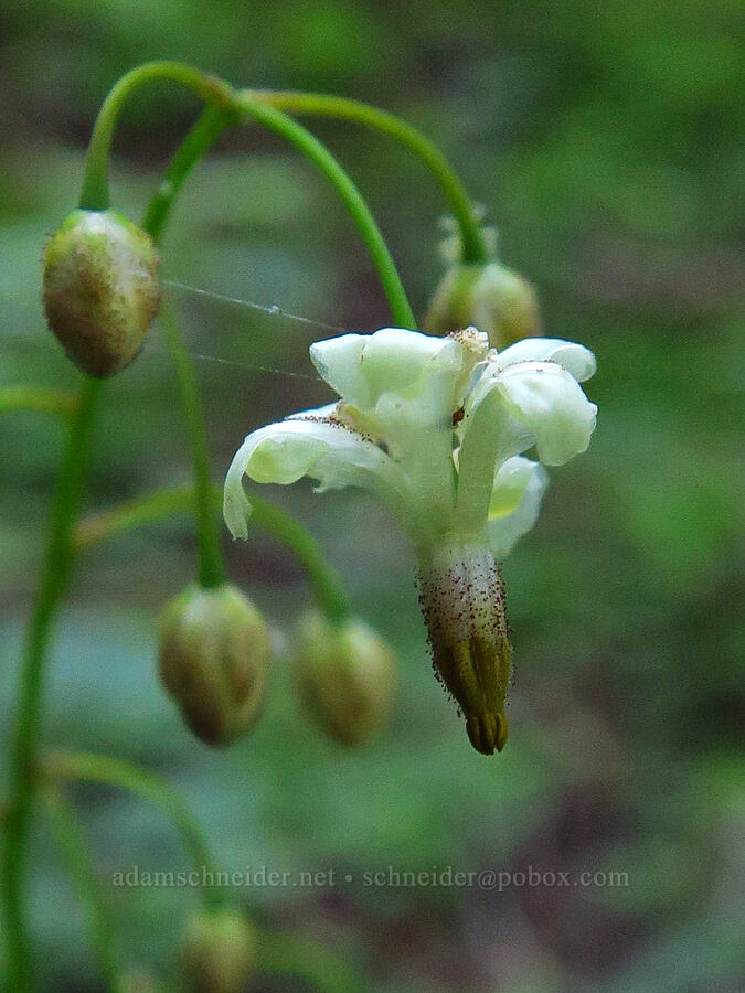 inside-out flower (Vancouveria hexandra) [above Bigelow Lakes, Oregon Caves National Preserve, Josephine County, Oregon]