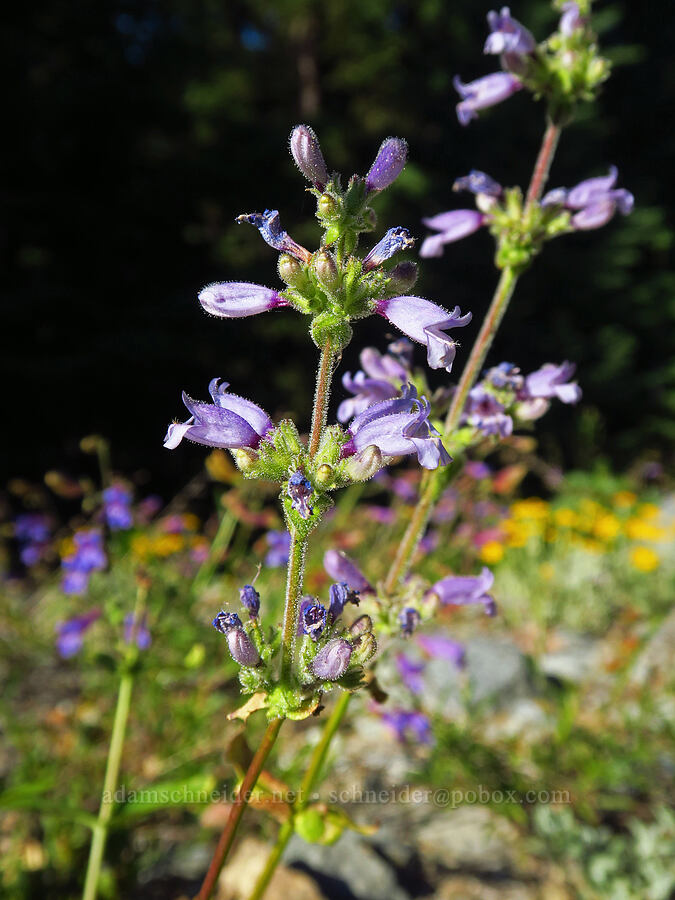 Siskiyou penstemon (Penstemon anguineus (Penstemon rattanii var. minor)) [Mt. Elijah Tie Trail, Oregon Caves National Preserve, Josephine County, Oregon]