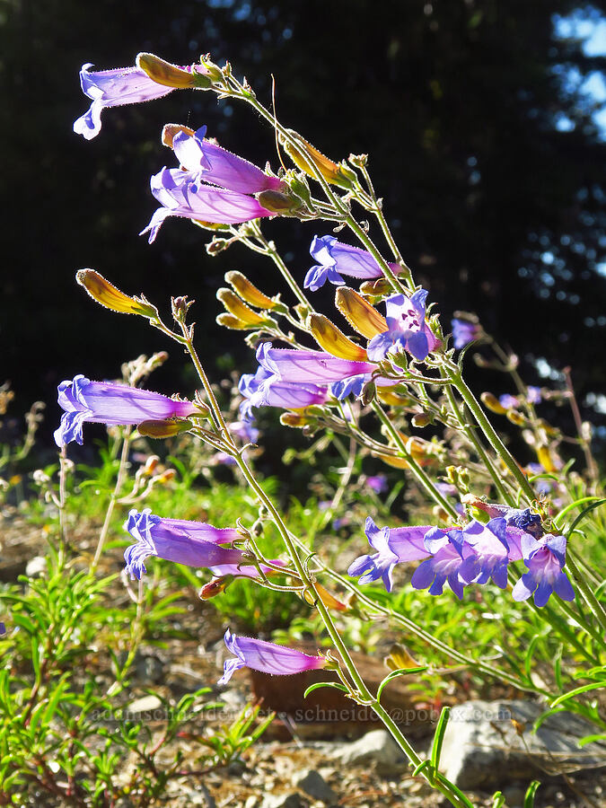 mountain blue penstemon (?) (Penstemon laetus var. sagittatus) [Mt. Elijah Tie Trail, Oregon Caves National Preserve, Josephine County, Oregon]