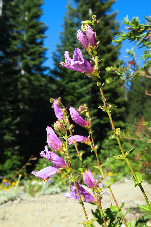 Berry's penstemon (Penstemon newberryi var. berryi) [Mt. Elijah Tie Trail, Oregon Caves National Preserve, Josephine County, Oregon]