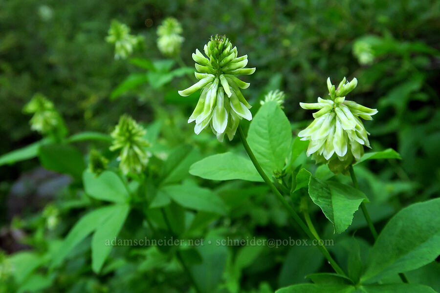 canyon clover (Trifolium howellii) [Mt. Elijah Tie Trail, Oregon Caves National Preserve, Josephine County, Oregon]