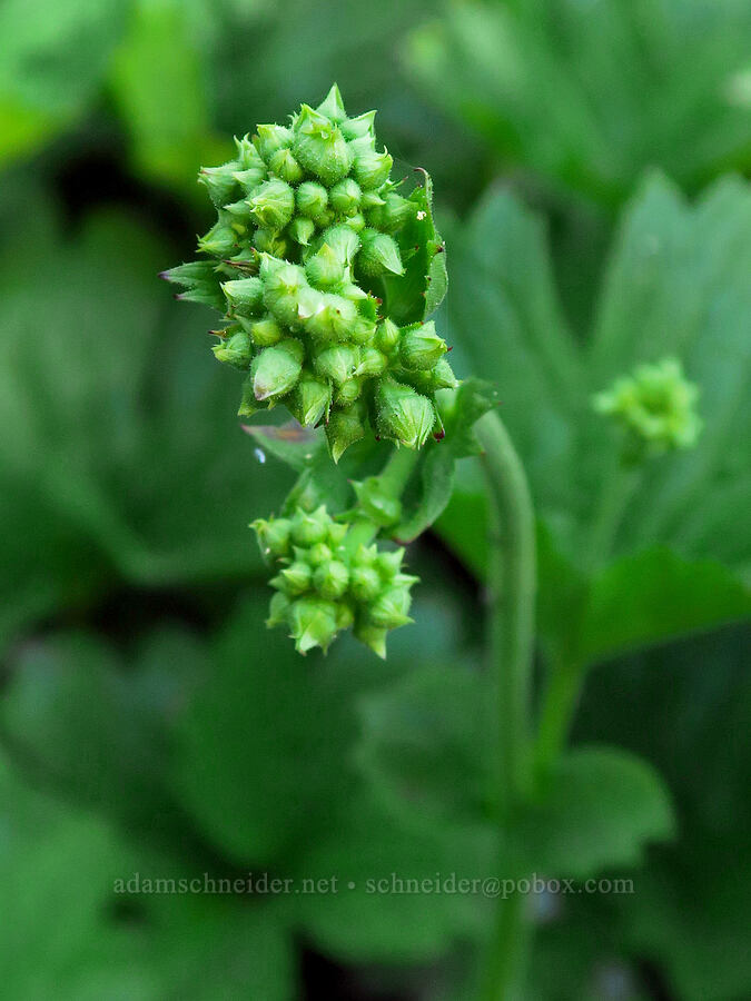 false bugbane, budding (Trautvetteria caroliniensis) [Mt. Elijah Tie Trail, Oregon Caves National Preserve, Josephine County, Oregon]