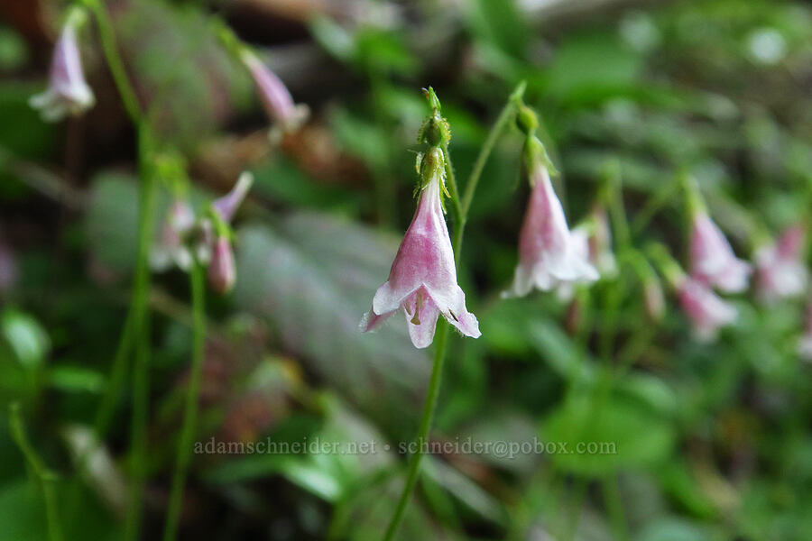 twinflower (Linnaea borealis) [Forest Road 4611-070, Rogue River-Siskiyou National Forest, Josephine County, Oregon]