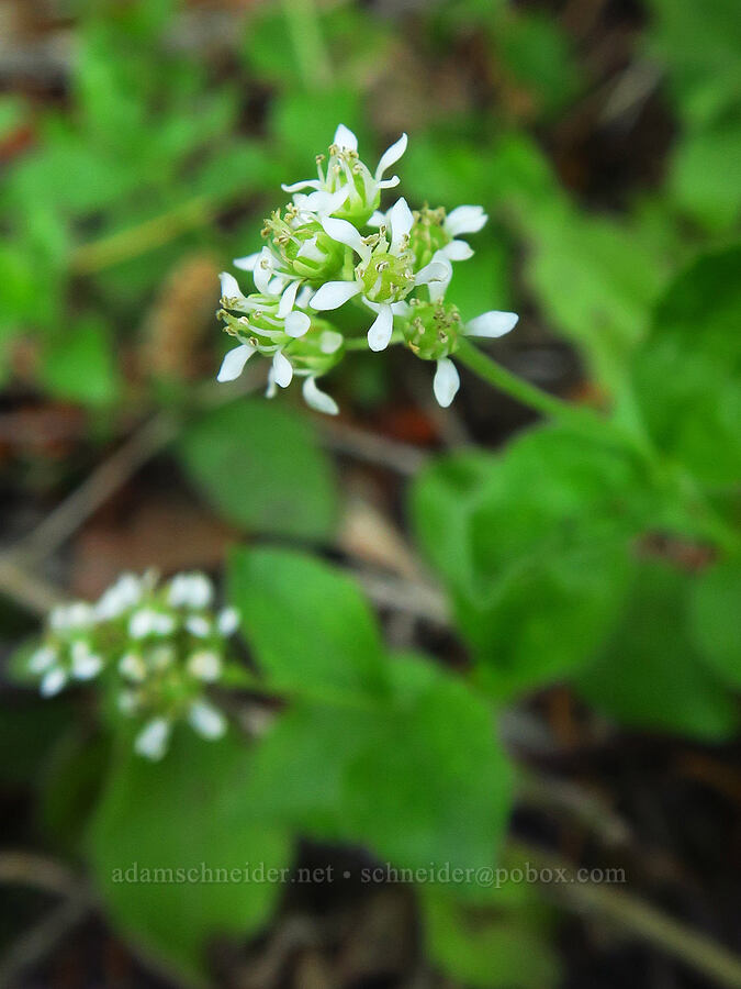 modesty (yerba de selva) (Whipplea modesta) [Forest Road 4611-070, Rogue River-Siskiyou National Forest, Josephine County, Oregon]